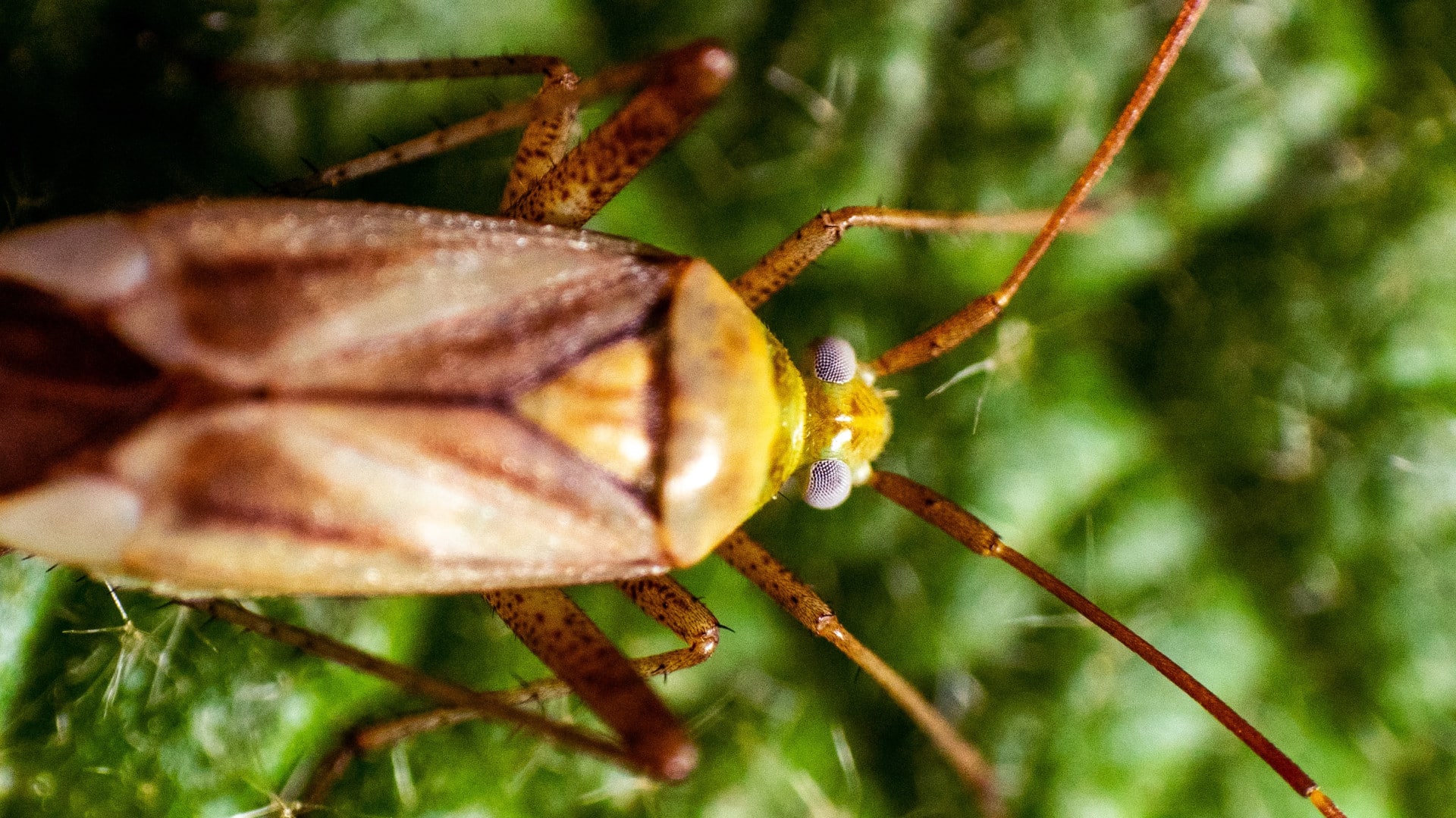 Comment se débarrasser des insectes dans ma maison ?